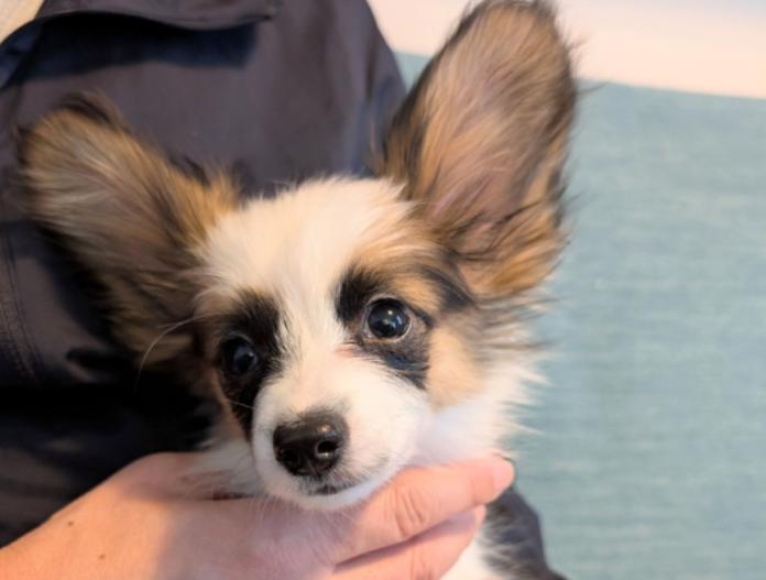 パピヨン(神奈川県・男の子・2025/10/04・レッドセーブル&ホワイト)の子犬情報! | 富田 有香ブリーダー(1047)