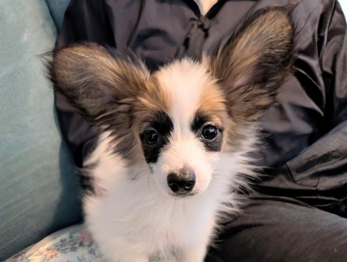 パピヨン(神奈川県・男の子・2025/10/04・レッドセーブル&ホワイト)の子犬情報! | 富田 有香ブリーダー(1048)