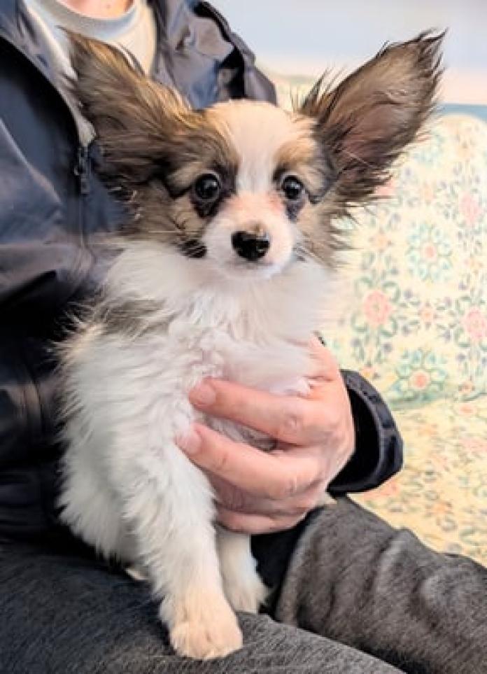 パピヨン(神奈川県・男の子・2025/10/05・レッドセーブルホワイト)の子犬情報! | 富田 有香ブリーダー(1075)