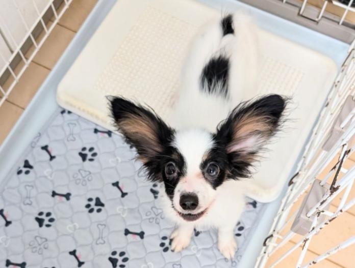 犬のプロフィール画像