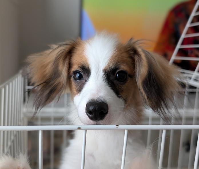 犬のプロフィール画像