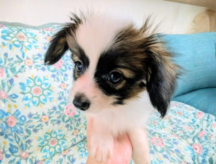 犬のプロフィール画像