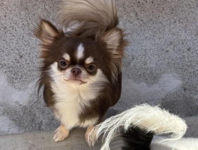 犬のプロフィール画像