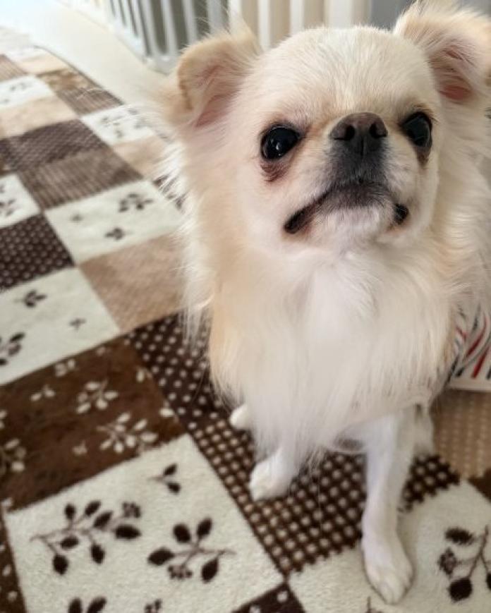 犬のプロフィール画像