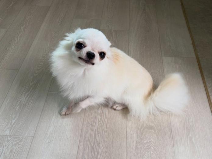 犬のプロフィール画像