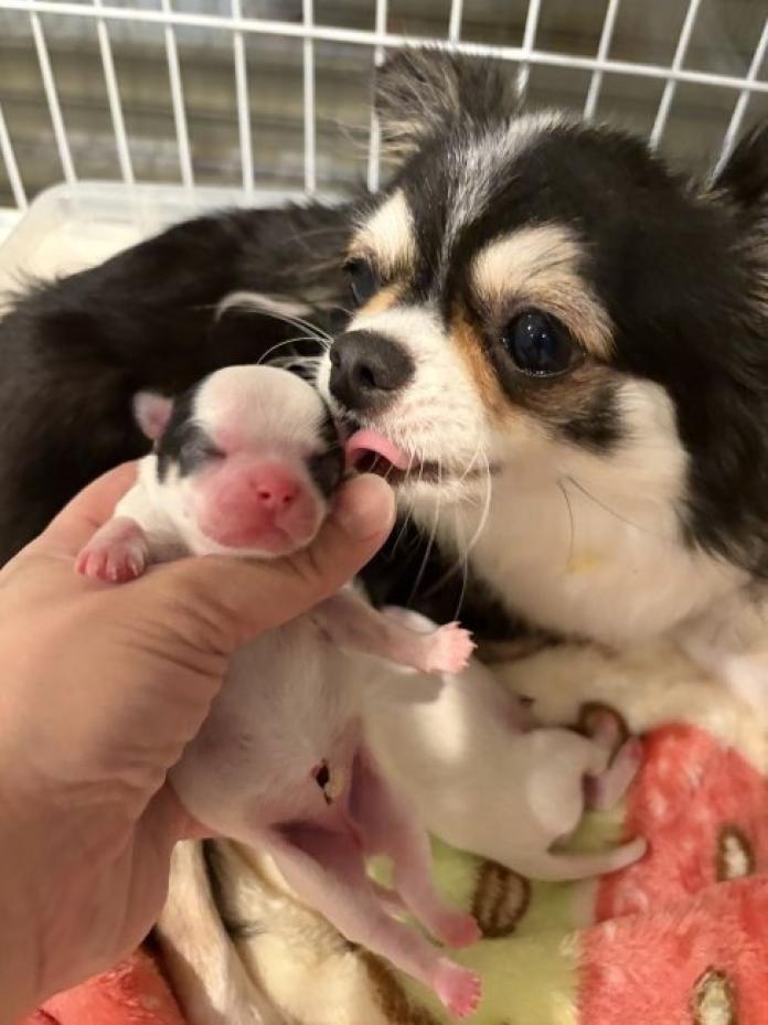犬のプロフィール画像