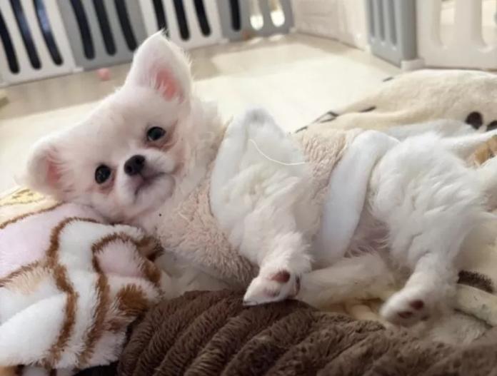 チワワ(ロング)(兵庫県・男の子・2025/10/23・クリームホワイト)の子犬情報! | 米田 麻衣子ブリーダー(1026)