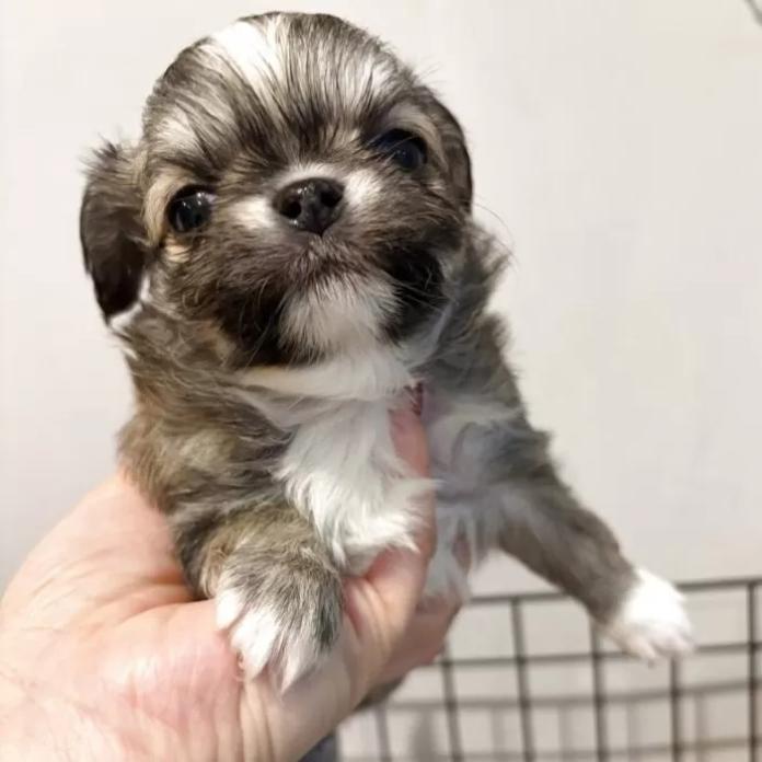 チワワ(ロング)(兵庫県・男の子・2025/12/26・フォーン)の子犬情報! | 米田 麻衣子ブリーダー(1078)