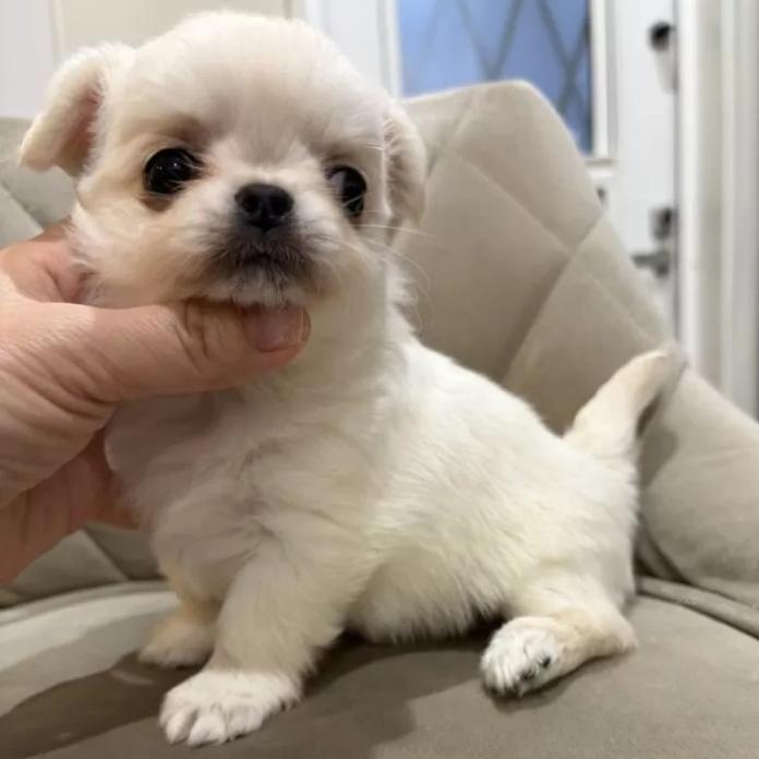 チワワ(ロング)(兵庫県・男の子・2025/12/26・クリームホワイト)の子犬情報! | 米田 麻衣子ブリーダー(1079)