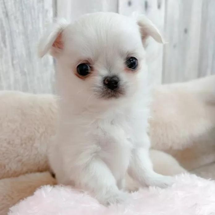 チワワ(ロング)(兵庫県・男の子・2025/12/26・クリームホワイト)の子犬情報! | 米田 麻衣子ブリーダー(1080)