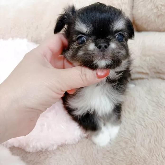 チワワ(ロング)(兵庫県・女の子・2025/12/27・ブラックアンドタンホワイト)の子犬情報! | 米田 麻衣子ブリーダー(1119)