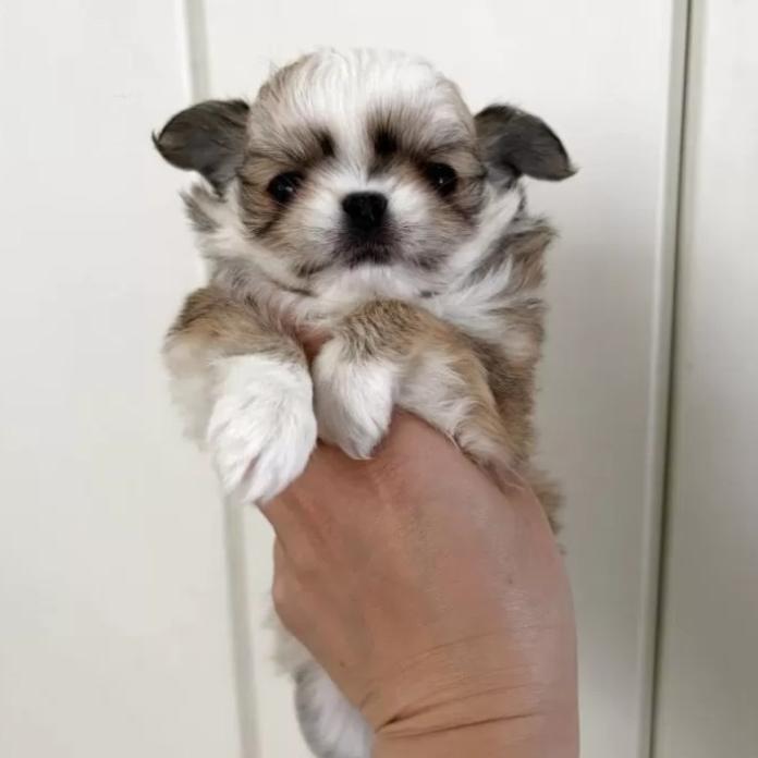 チワワ(ロング)(兵庫県・女の子・2026/01/25・フォーンホワイト)の子犬情報! | 米田 麻衣子ブリーダー(1199)