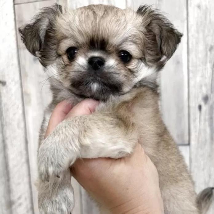 チワワ(ロング)(兵庫県・女の子・2026/01/25・フォーンホワイト)の子犬情報! | 米田 麻衣子ブリーダー(1228)