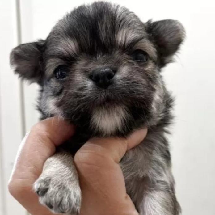 チワワ(ロング)(兵庫県・男の子・2026/02/25・フォーンホワイト)の子犬情報! | 米田 麻衣子ブリーダー(1262)