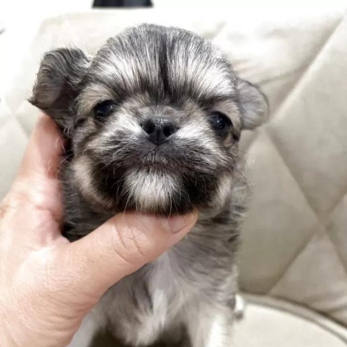 チワワ(ロング)(兵庫県・男の子・2026/02/25・フォーンホワイト)の子犬情報! | 米田 麻衣子ブリーダー(1262)