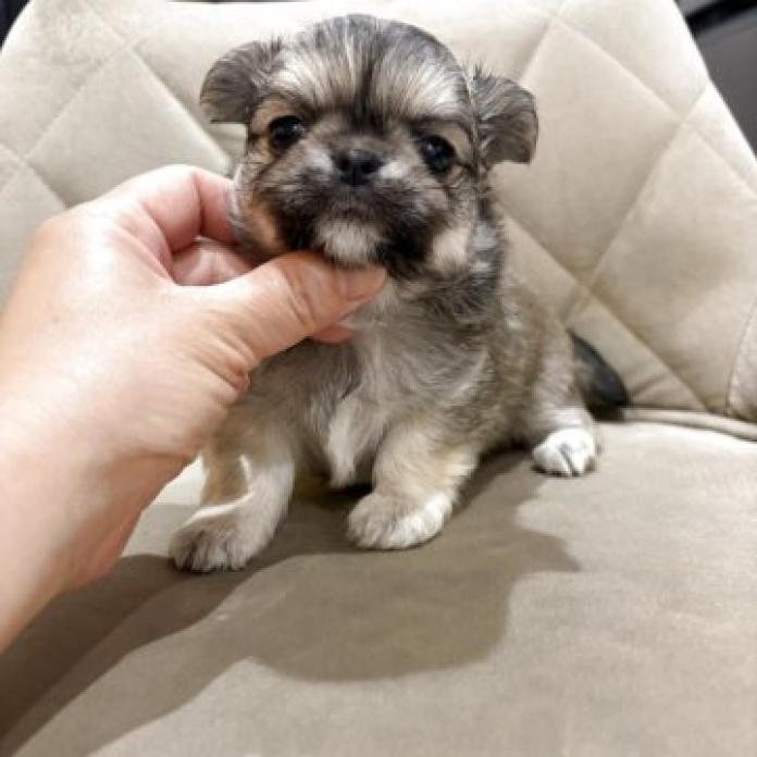 チワワ(ロング)(1262)の子犬情報