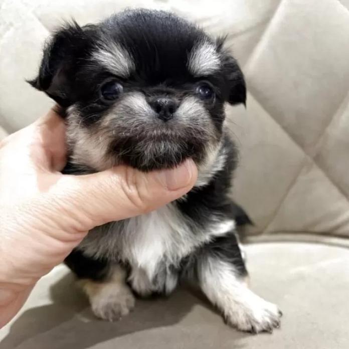 チワワ(ロング)(兵庫県・女の子・2026/02/25・ブラックタンホワイト)の子犬情報! | 米田 麻衣子ブリーダー(1263)