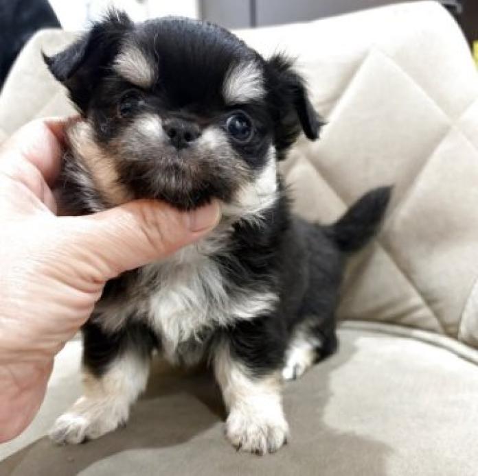 チワワ(ロング)(1263)の子犬情報