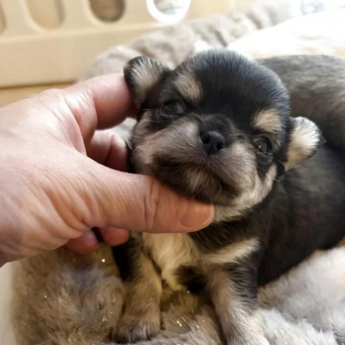 チワワ(ロング)(兵庫県・男の子・2026/02/28・ブラックタンホワイト)の子犬情報! | 米田 麻衣子ブリーダー(1282)