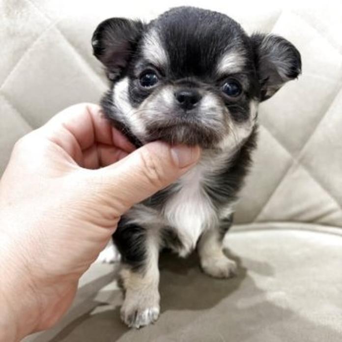 チワワ(ロング)(1282)の子犬情報