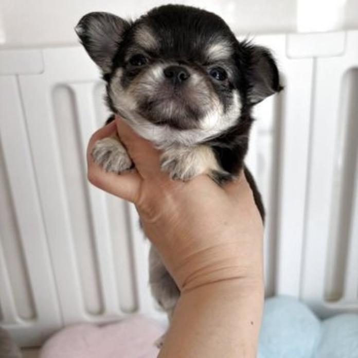 チワワ(ロング)(兵庫県・男の子・2026/02/28・ブラックタンホワイト)の子犬情報! | 米田 麻衣子ブリーダー(1282)