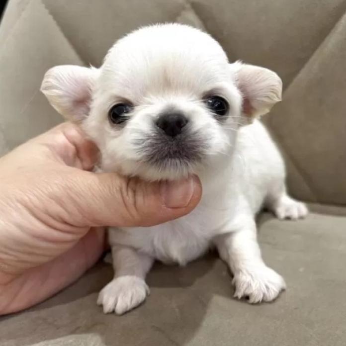 チワワ(ロング)(兵庫県・女の子・2026/02/28・クリームホワイト)の子犬情報! | 米田 麻衣子ブリーダー(1283)