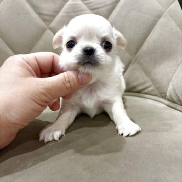 チワワ(ロング)(1283)の子犬情報