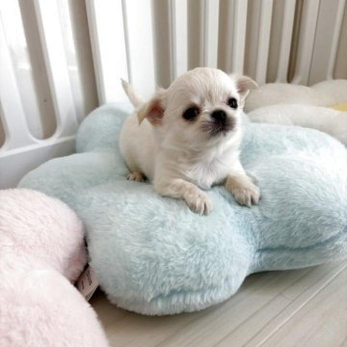 チワワ(ロング)(兵庫県・女の子・2026/02/28・クリームホワイト)の子犬情報! | 米田 麻衣子ブリーダー(1283)