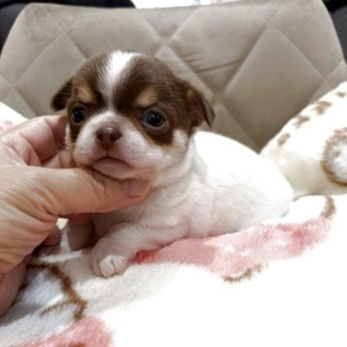 チワワ(スムース)(兵庫県・女の子・2026/03/20・チョコタンパーティ)の子犬情報! | 米田 麻衣子ブリーダー(1355)