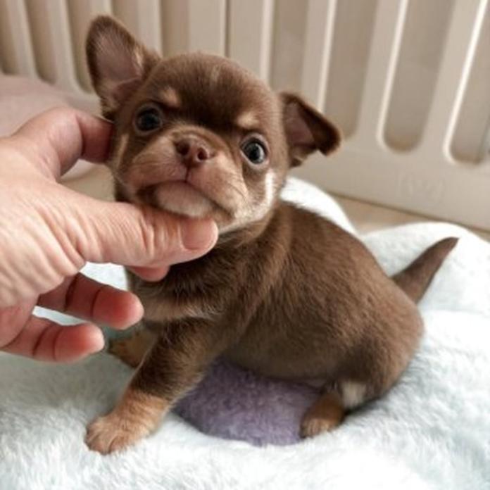 チワワ(スムース)(兵庫県・男の子・2026/03/20・チョコタンクリーム)の子犬情報! | 米田 麻衣子ブリーダー(1356)