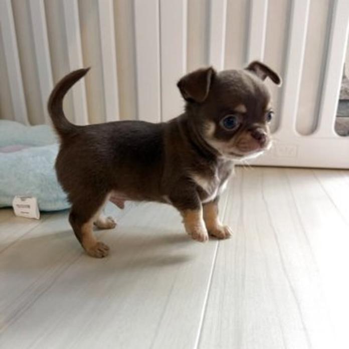 チワワ(スムース)(1356)の子犬情報