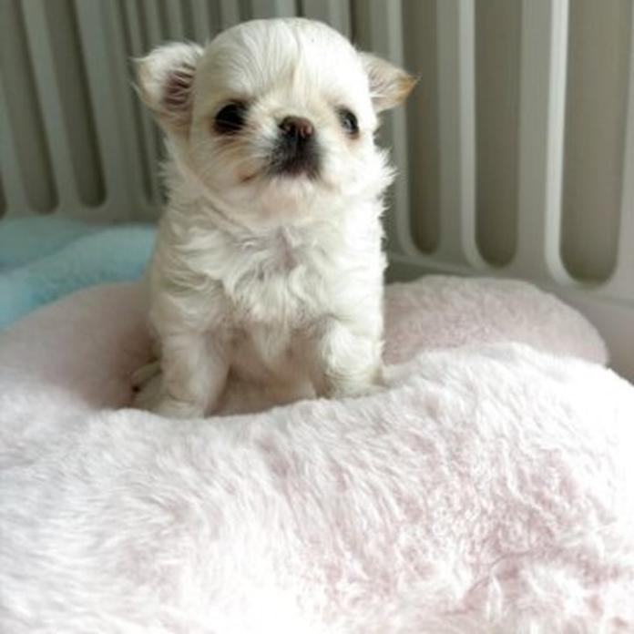 チワワ(ロング)(兵庫県・女の子・2026/03/13・クリームホワイト)の子犬情報! | 米田 麻衣子ブリーダー(1384)