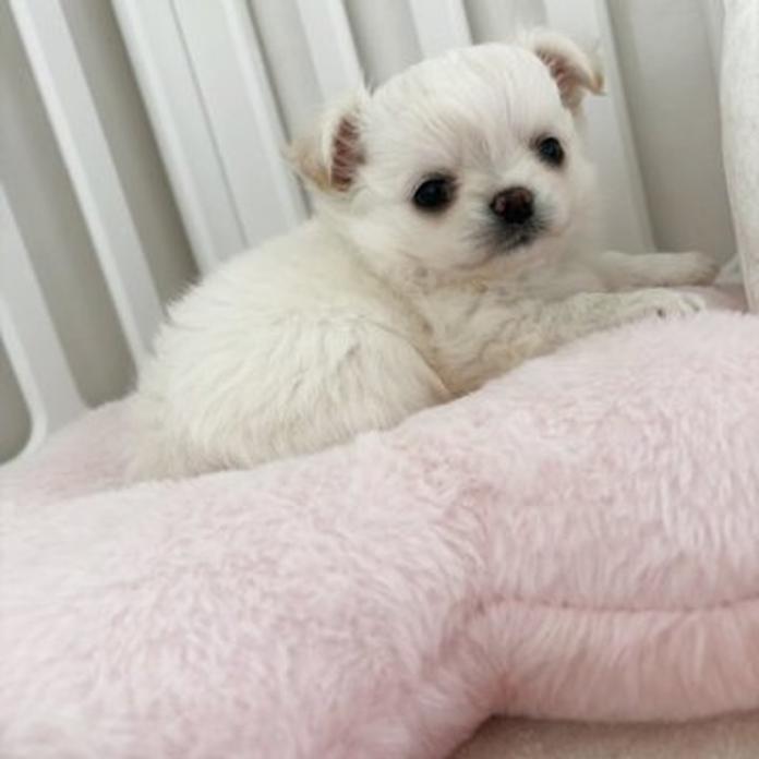 チワワ(ロング)(兵庫県・女の子・2026/03/29・クリームホワイト)の子犬情報! | 米田 麻衣子ブリーダー(1406)