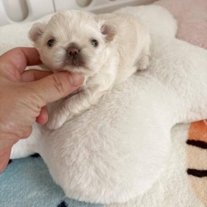 チワワ(ロング)(1449)の子犬情報