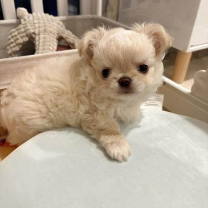 チワワ(ロング)(兵庫県・男の子・2026/04/29・クリームホワイト)の子犬情報! | 米田 麻衣子ブリーダー(1449)