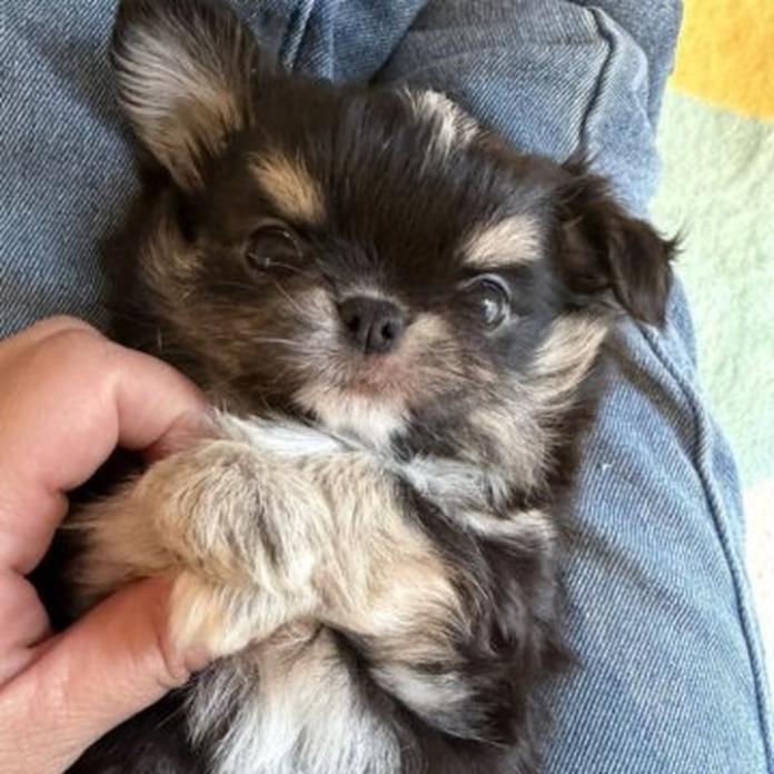 チワワ(ロング)(兵庫県・女の子・2026/03/29・ブラックタンホワイト)の子犬情報! | 米田 麻衣子ブリーダー(1461)