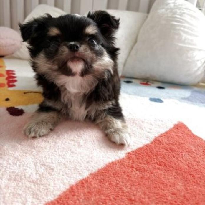 チワワ(ロング)(兵庫県・女の子・2026/03/29・ブラックタンホワイト)の子犬情報! | 米田 麻衣子ブリーダー(1461)