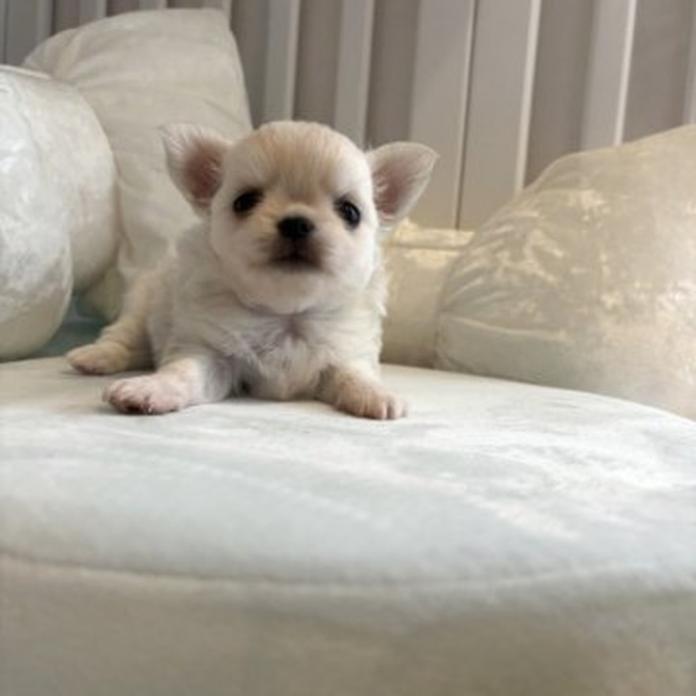 チワワ(ロング)(兵庫県・女の子・2026/05/19・クリームセーブル)の子犬情報! | 米田 麻衣子ブリーダー(1546)
