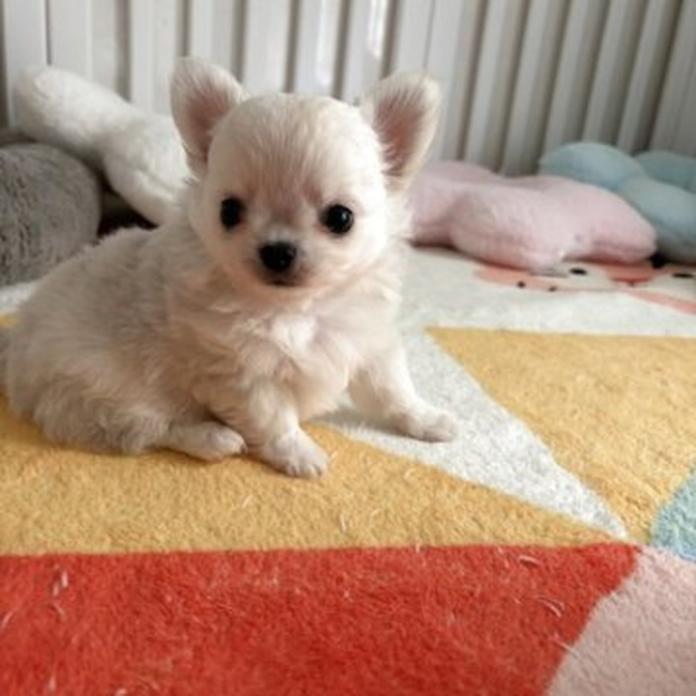 チワワ(ロング)(1546)の子犬情報