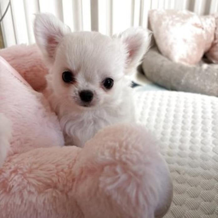 チワワ(ロング)(兵庫県・女の子・2026/05/19・クリームセーブル)の子犬情報! | 米田 麻衣子ブリーダー(1546)