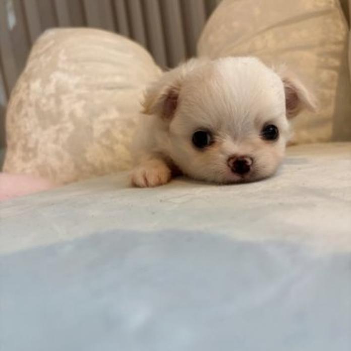 チワワ(ロング)(兵庫県・男の子・2026/05/19・クリームホワイト)の子犬情報! | 米田 麻衣子ブリーダー(1550)