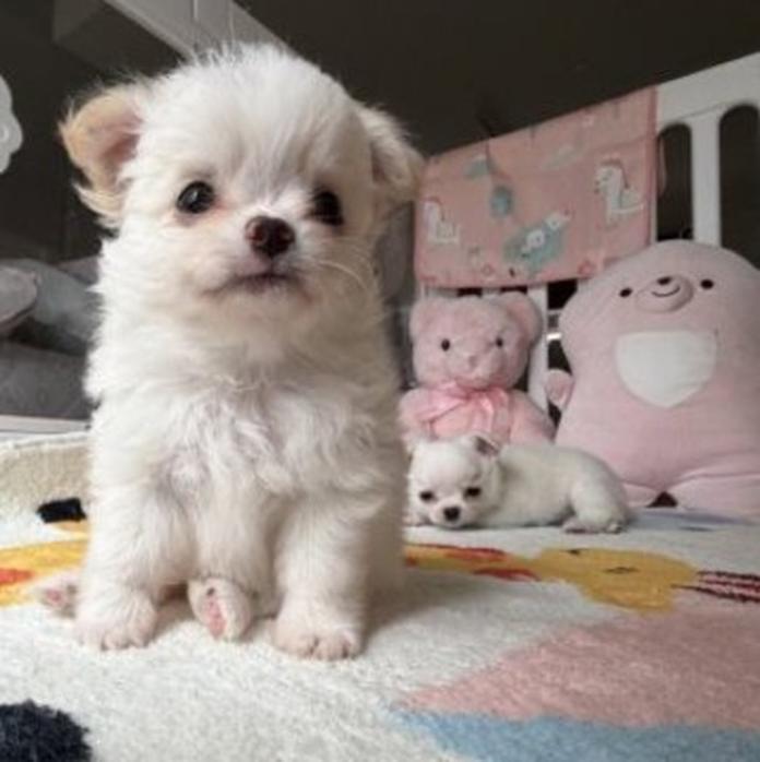 チワワ(ロング)(1550)の子犬情報