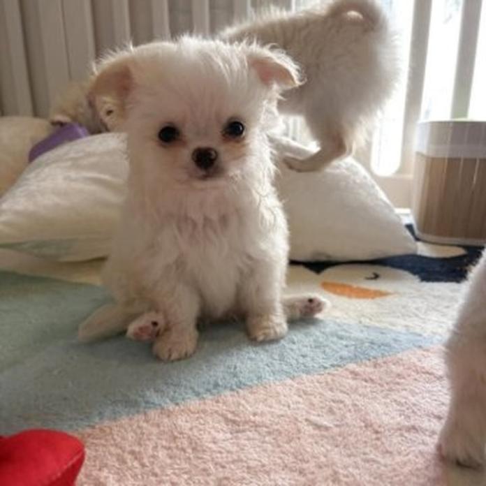 チワワ(ロング)(兵庫県・男の子・2026/05/19・クリームホワイト)の子犬情報! | 米田 麻衣子ブリーダー(1550)