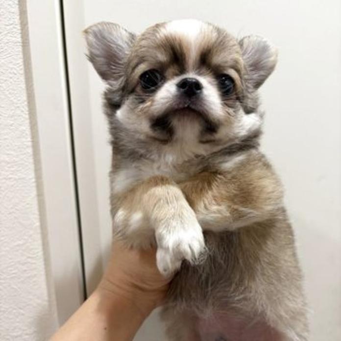 チワワ(ロング)(1709)の子犬情報