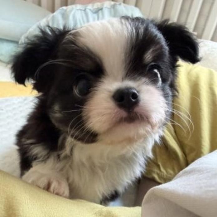チワワ(ロング)(1769)の子犬情報
