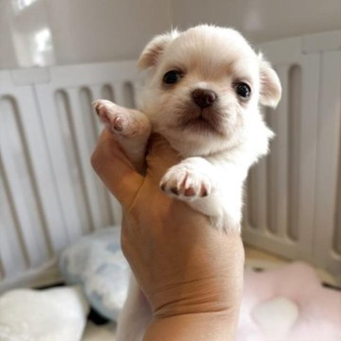 チワワ(ロング)(1776)の子犬情報