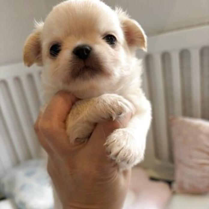 チワワ(ロング)(1779)の子犬情報