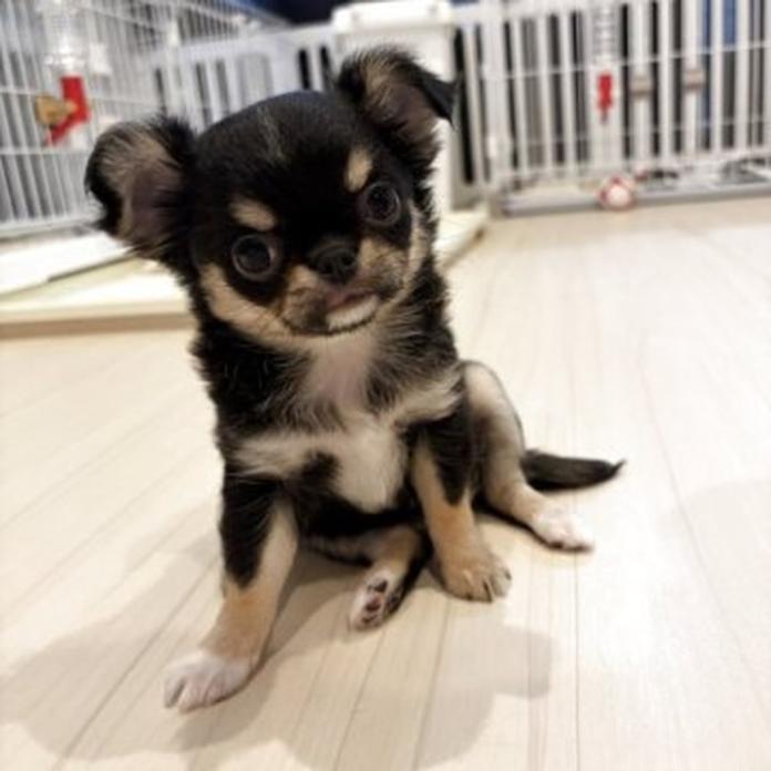 チワワ(ロング)(1780)の子犬情報