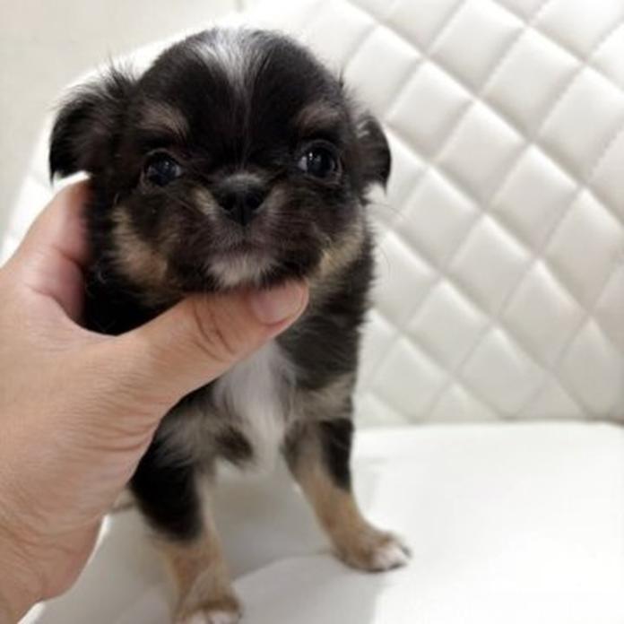 チワワ(ロング)(1781)の子犬情報
