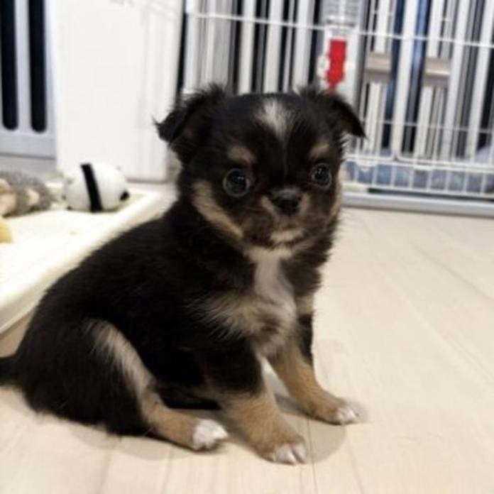 チワワ(ロング)(兵庫県・男の子・2026/07/07・ブラックタンホワイト)の子犬情報! | 米田 麻衣子ブリーダー(1781)